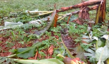 Rutsiro:  Ushinzwe umutekano yaubuze kuko bwacyeye asanga bamutemeye urutoki