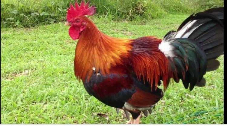 Kenya: Abajura mbere yo kwiba babanza gusaba ko batekerwa inkoko