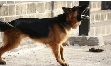 Imbwa yishe shebuja imurashe n'imbunda