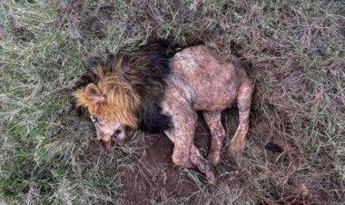 Intare zahiritse ubutegetsi zihitana umwami wazo