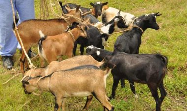 Pasiteri wibye ihene yavuze ko atazarushya urukiko