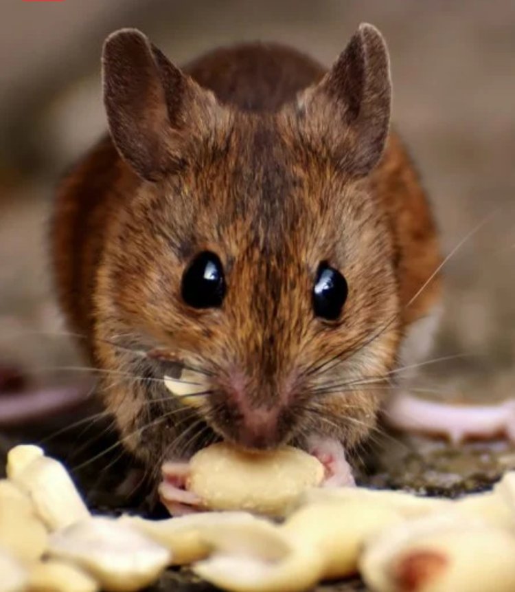 Imbeba zibasiye abarwayi muri bimwe mu bitaro