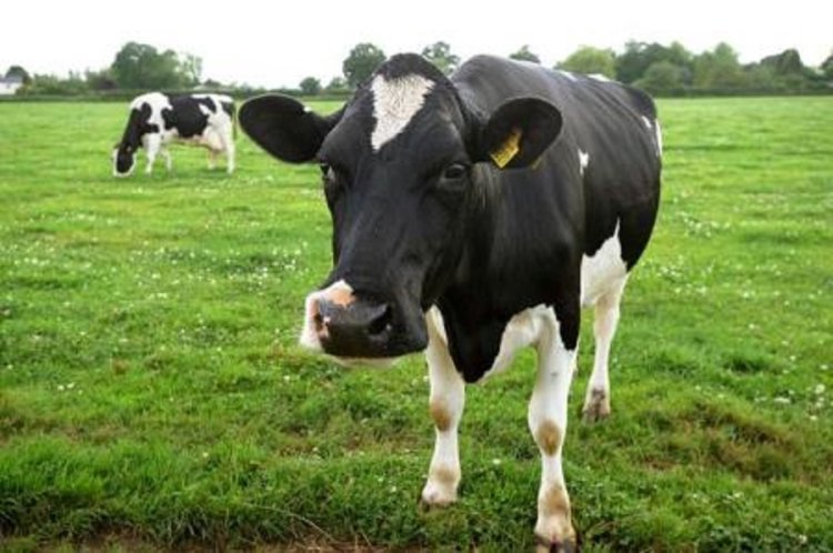 Urukiko rwategetse Umusaza wabuze inkwano y'umuhungu we guteza cyamura inzu ye