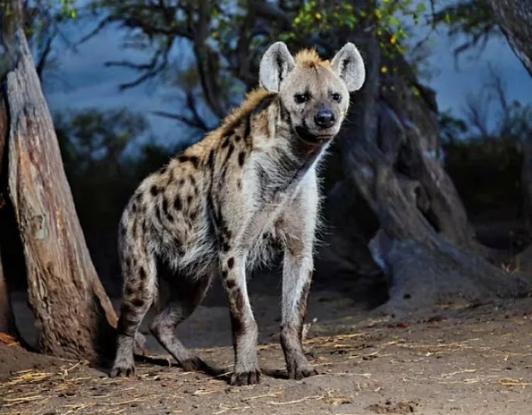 Umuvuzi gakondo yafatanywe impyisi,  maze avuga ko ariyo akoresha iyo ashaka ku guruka  ajya mu kirere