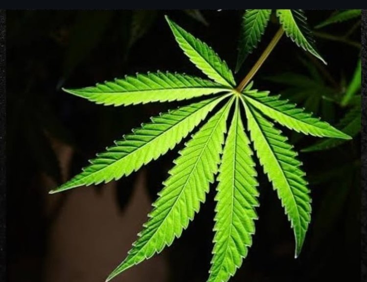 Yakatiwe gufungwa imyaka 92 azira guhinga urumogi ndetse no gucuruza Kanyanga