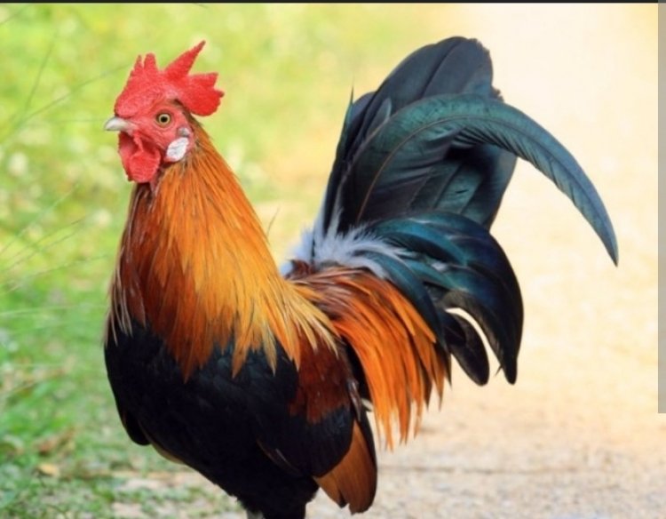 Inkoko iraribwa n'umuntu watse inguzanyo muri Bank