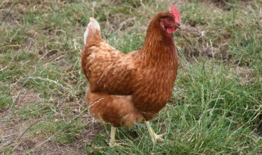 Umwana w’imyaka 13  yitabye Imana nyuma yo gukomeretswa n’inkoko mu buryo butunguranye