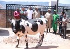 Kamonyi: RCS yaremeye Uwimana Belancila
